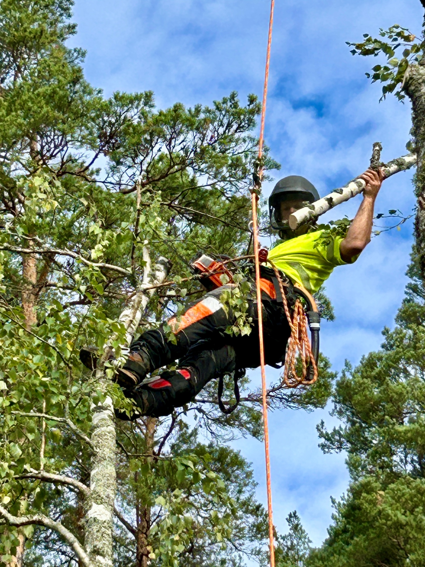 Arborist klättrar i ett träd med rep och klätterutrustning