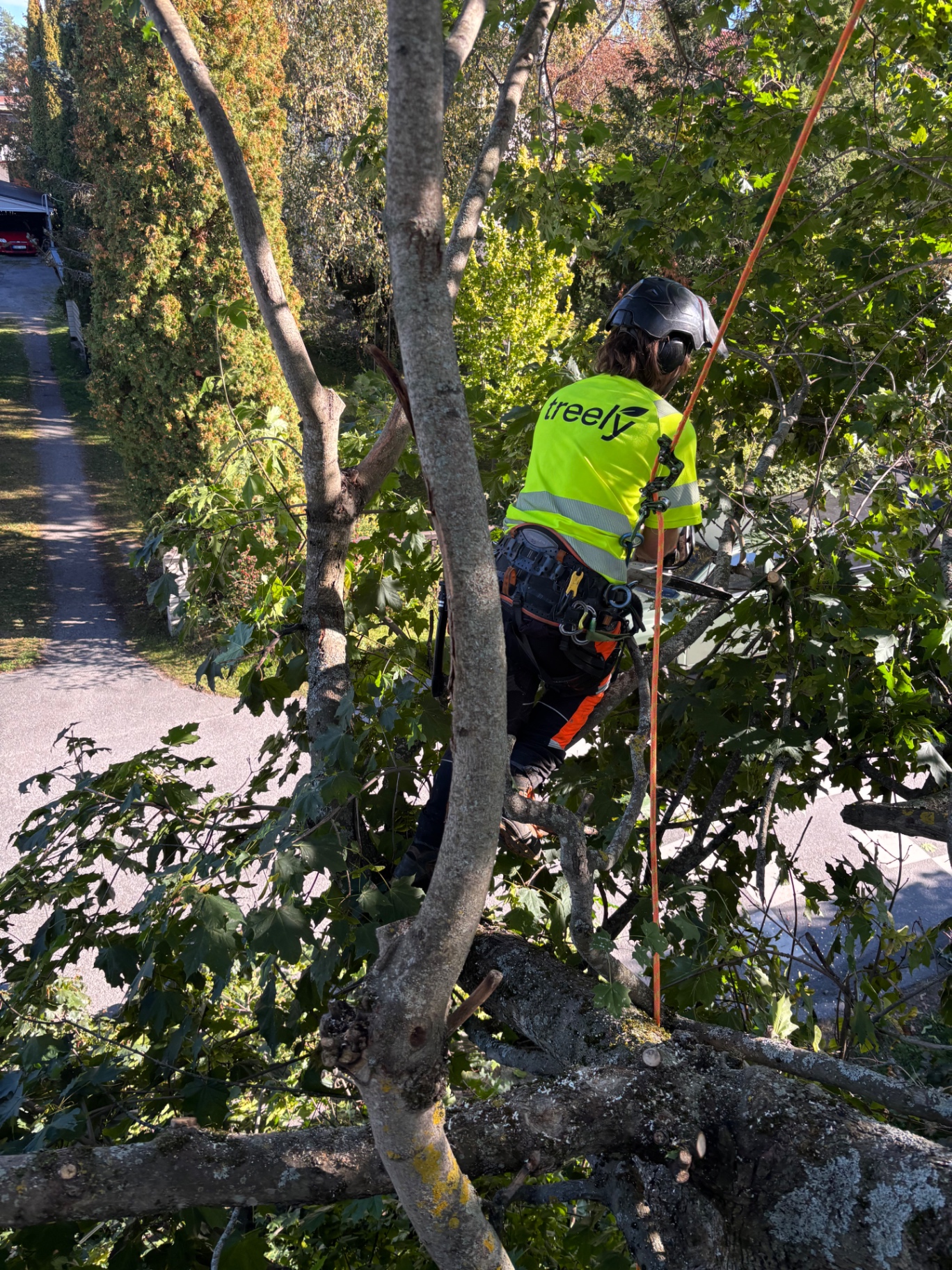 Arborist arbetar i ett träd intill en bostadsgata
